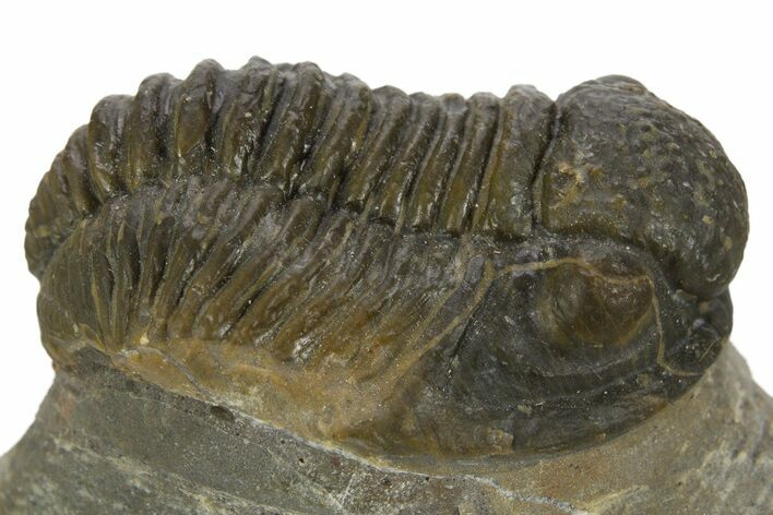 Detailed Proetid (Gerastos) Trilobite Fossil - Morocco #323181